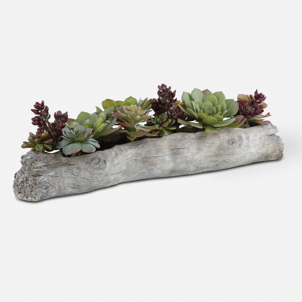 Charita Lush Succulents